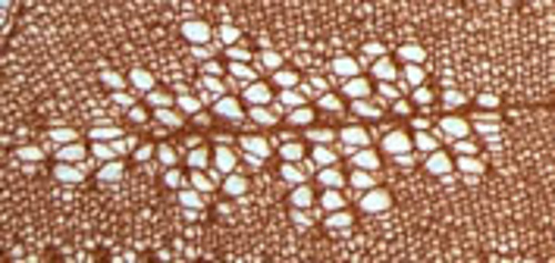 Leaf_detail_medium