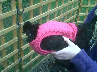 Chickenjumper_small2