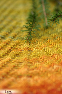 Larix06_small2