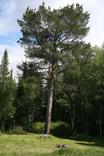 Mytree_small2