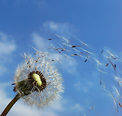 Dandelion_in_the_wind_small