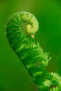 Fern_-_frond_curls__57411__small2