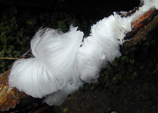 Real_frost_flowers_small2