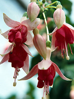 Red-fuchsia_small2