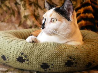 Dog_cat_bed_shiri_designs_02_11_wonder_small2