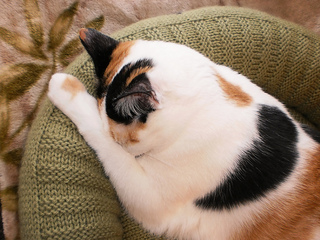 Dog_cat_bed_shiri_designs_02_11_potleaf_small2