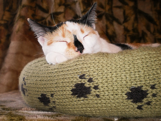 Dog_cat_bed_shiri_designs_02_11_eyebrows_small2