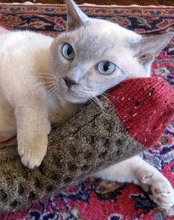 Kpdadsocks2_small2