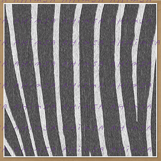Zebrabut3_small2