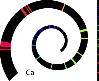 Ca_small2