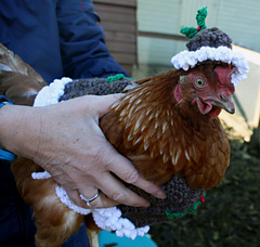 Christmas_pudding_chicken_coat_small