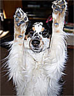 Mistydog_small2
