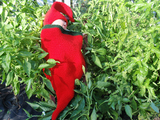 Chili_pepper_2_small2
