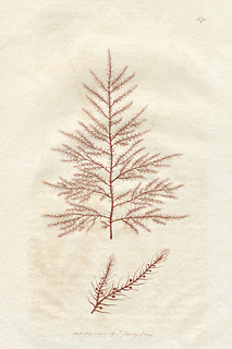 Plucky_knitter_print_small2