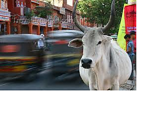 Cow_medium_small2