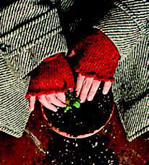 Pomonamitts__small