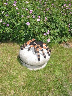 My_pet_tarantula5_small2