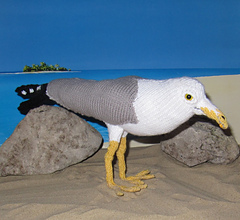 My_pet_seagull3_small
