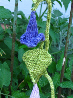 Morning_glory_small2