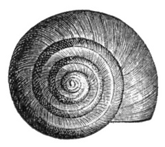 Valvata_utahensis_shell_2_small