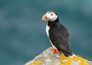 Perched-puffin_small2