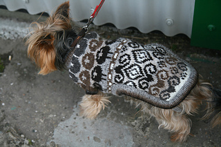 Toby1_small2