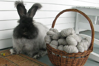 Angora6_small2