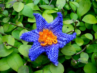 Clematis_2_small2