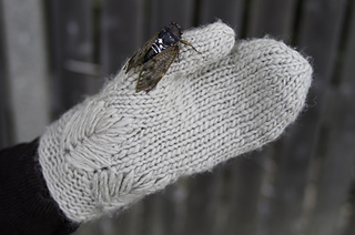 Ollamittens_dove3__small2