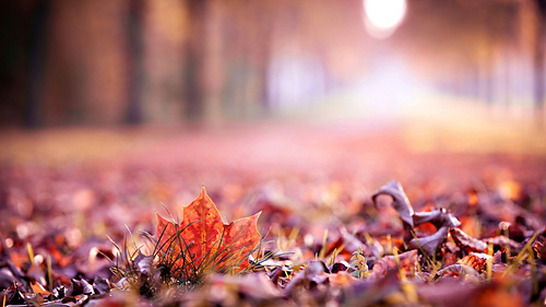 99px_ru_wallpaper_94406_suhie_opavshie_listja_medium