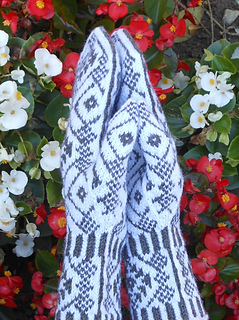 Winter_dream_thumb_shot_b_101516_small2
