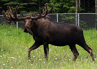 Moose_20web_small2