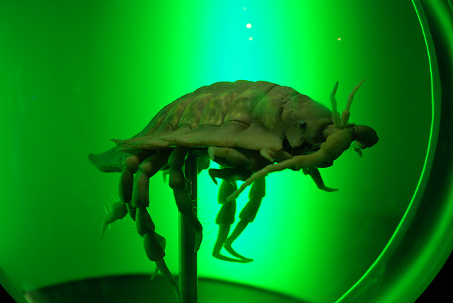 DSC_7199_medium2.JPG