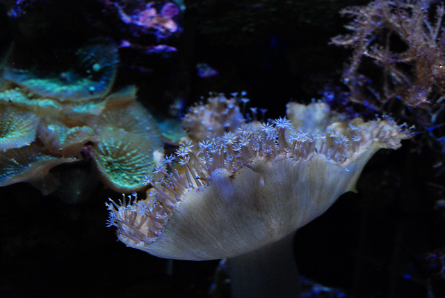 DSC_7166_medium2.JPG