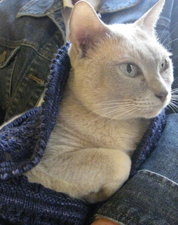 Zylcat3_small2