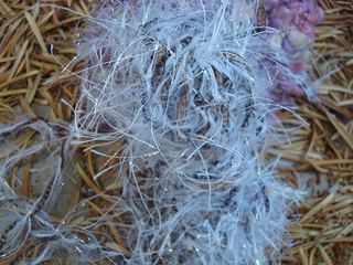 Cactus_yarn_022_small2