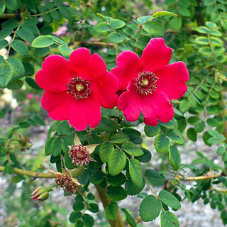 Red_single_roses_small2
