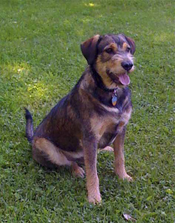 Joydog_small2