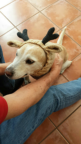 Sandy_antlers_medium
