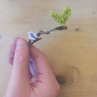 Bloss11_small2