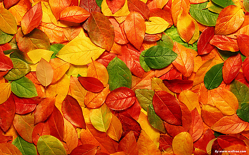 Red-leaf-beautiful-leaves-nature-794685_medium2_medium