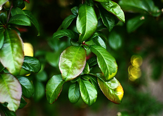 Leaves_small2