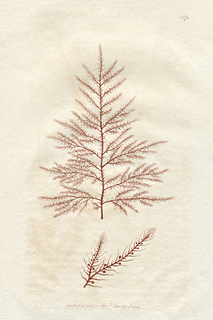 Plucky_knitter_print_small2
