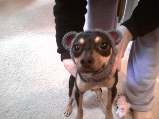 Mouse-dog_small2