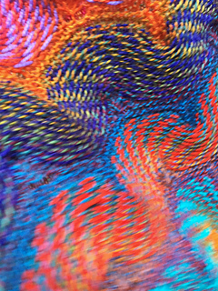 Zanzibar_rav_6_small2