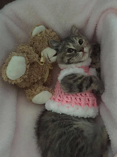 Ravelry Crochet Kitten Sweater Pattern By Lauralee Wellman
