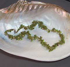 Sea_lace_green_034_small