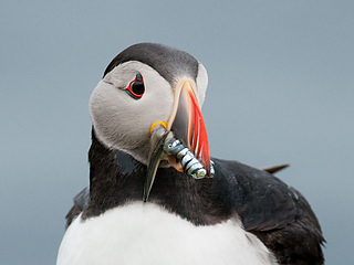 Puffin-sandeels_small2